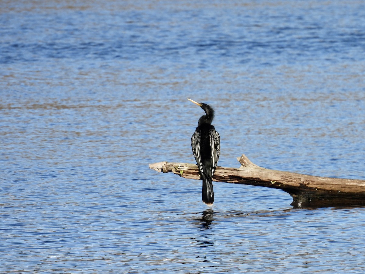 Змієшийка американська - ML649686225