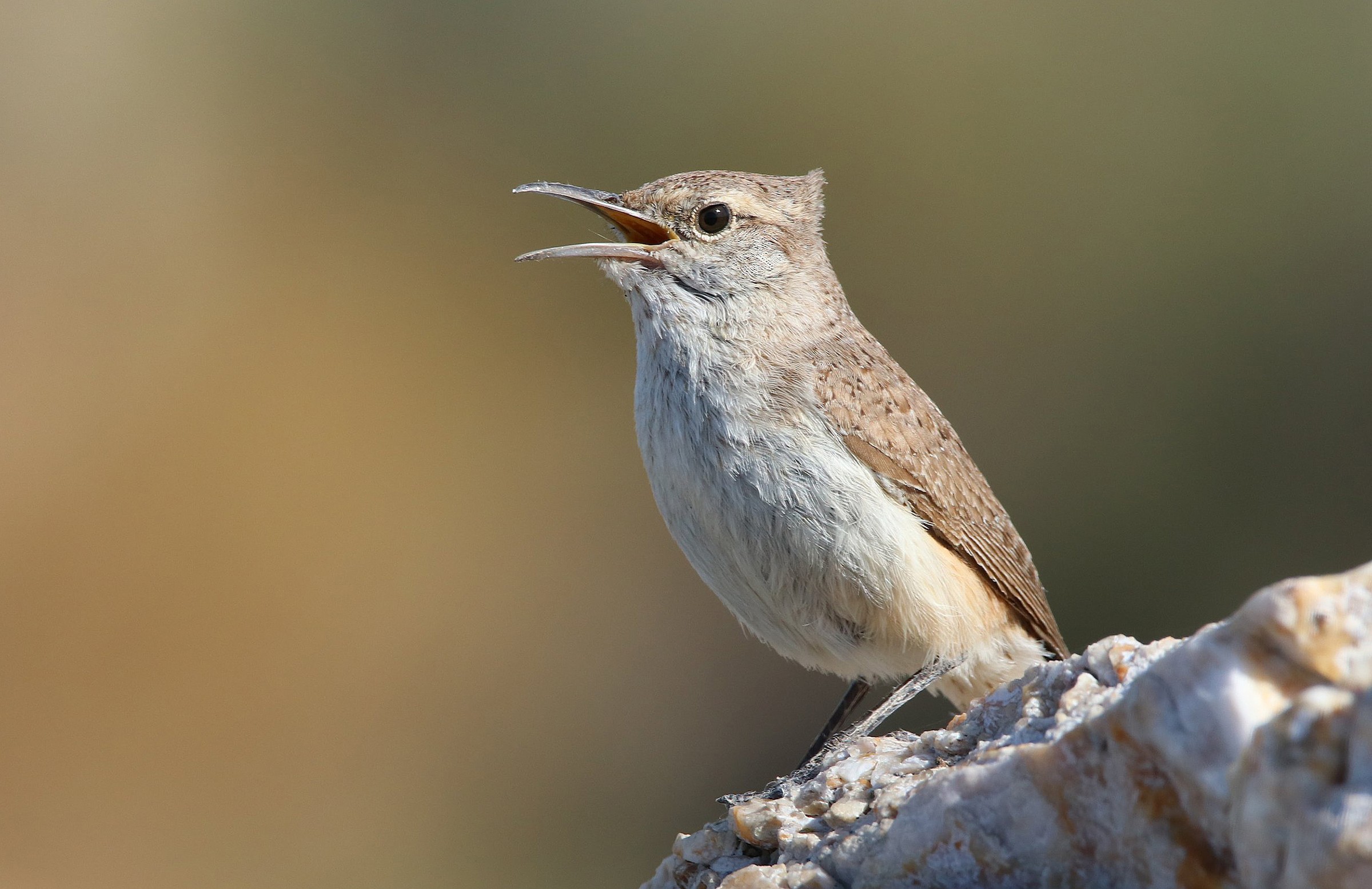 Rock Wren