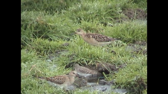 Турухтан - ML649687520