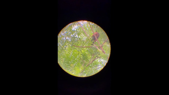 Чёрный кукаль - ML649687709