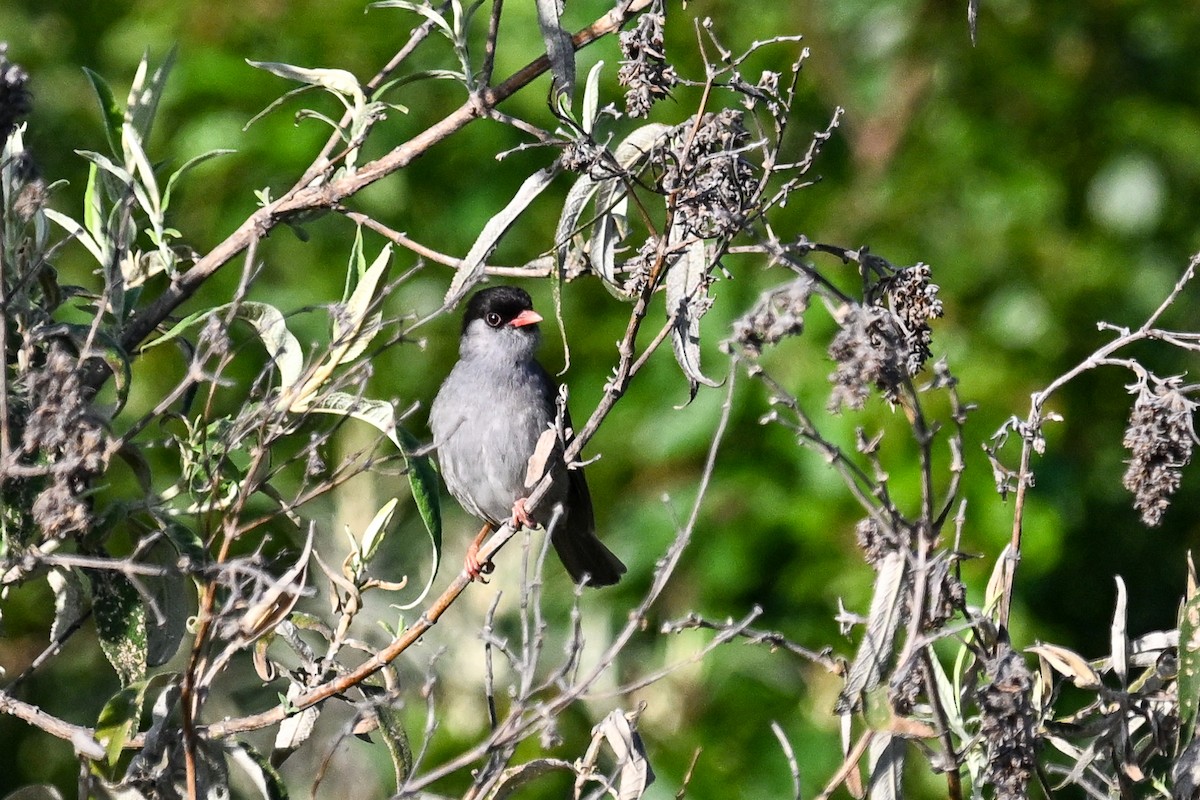 Bush Blackcap - ML649687881
