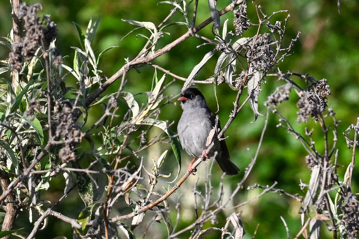 Bush Blackcap - ML649687884