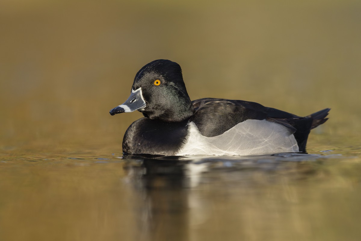 Ring-necked Duck - ML649688297