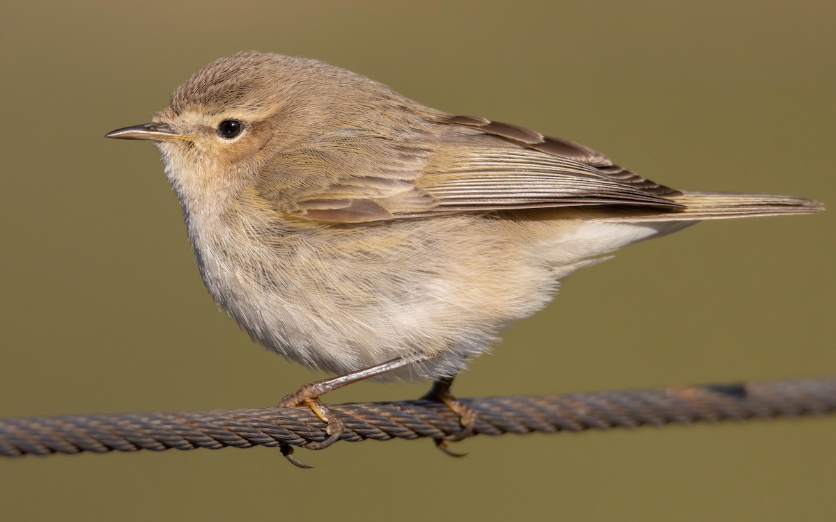チフチャフ（tristis） - eBird