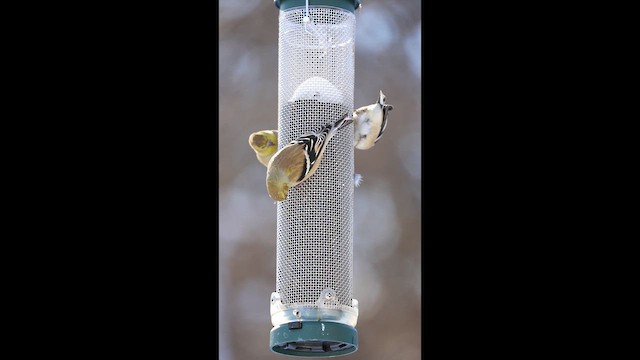 Goldzeisig - ML649689219