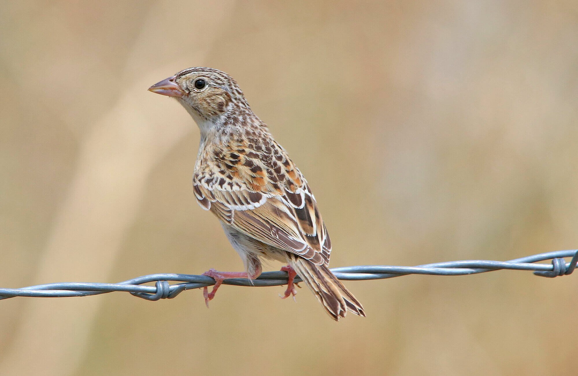 Grasshopper Sparrow