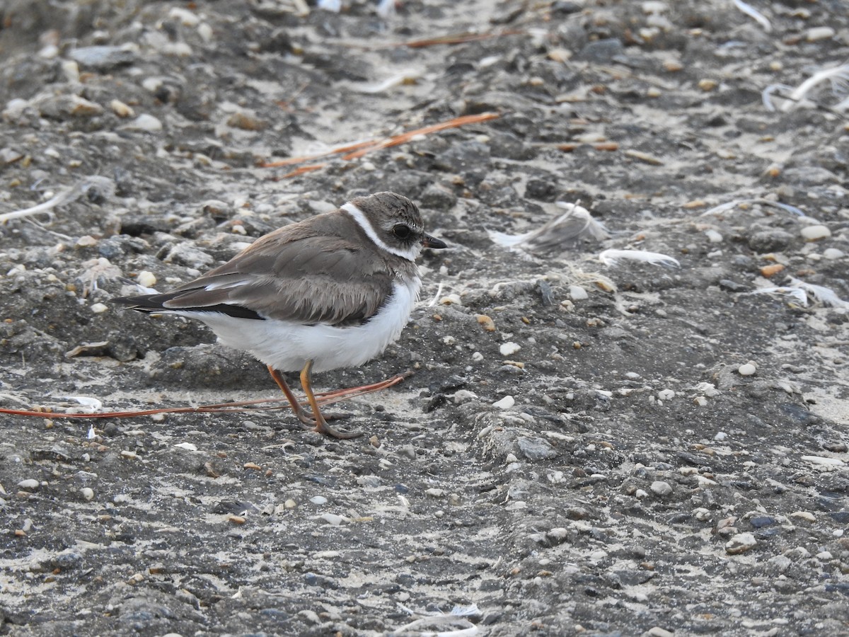 eBird Checklist - 26 Jan 2026 - Rudee Inlet - 9 species
