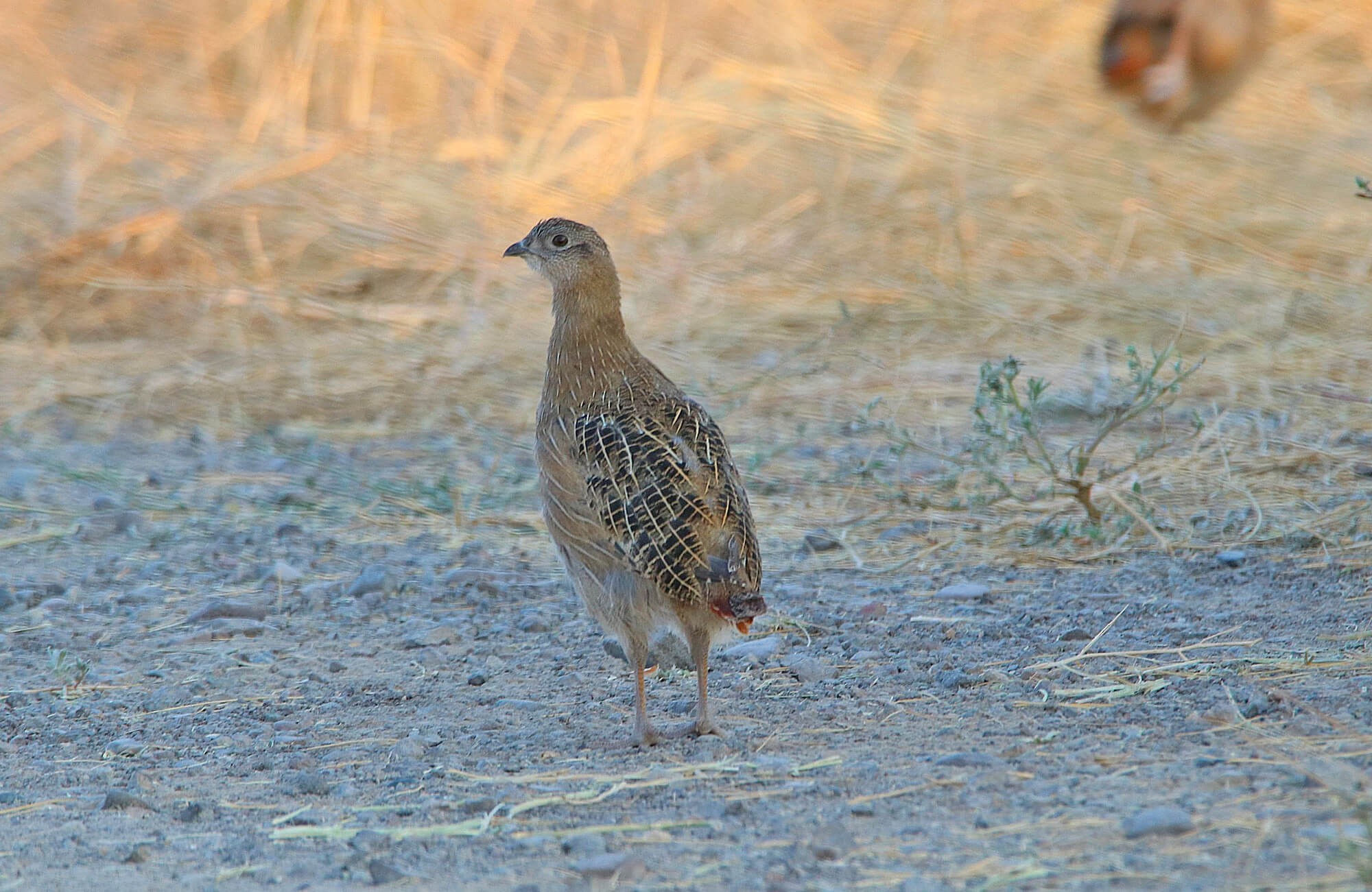 Gray Partridge