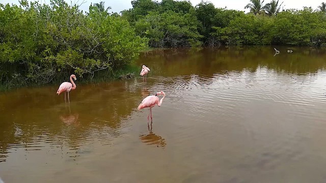 American Flamingo - ML649691123