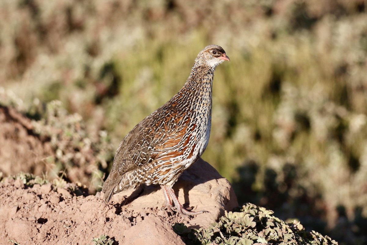 Chestnut-naped Spurfowl (Northern) - ML649691137