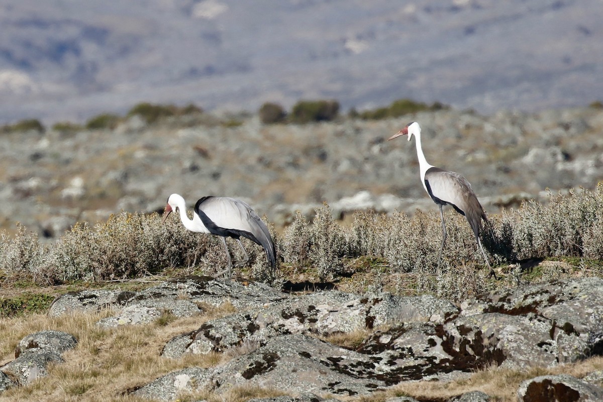 Журавель білошиїй - ML649691156