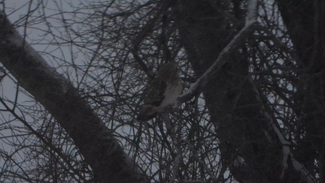 jordugle - ML649691328