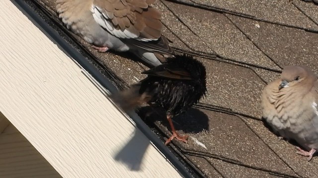 European Starling - ML649692016