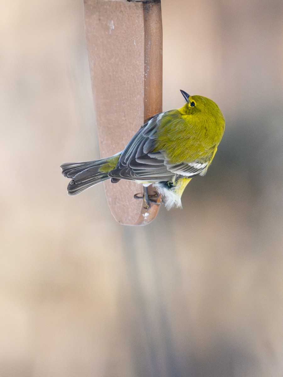 eBird Checklist - 26 Jan 2026 - Roosevelt Dr, King George - 11 species