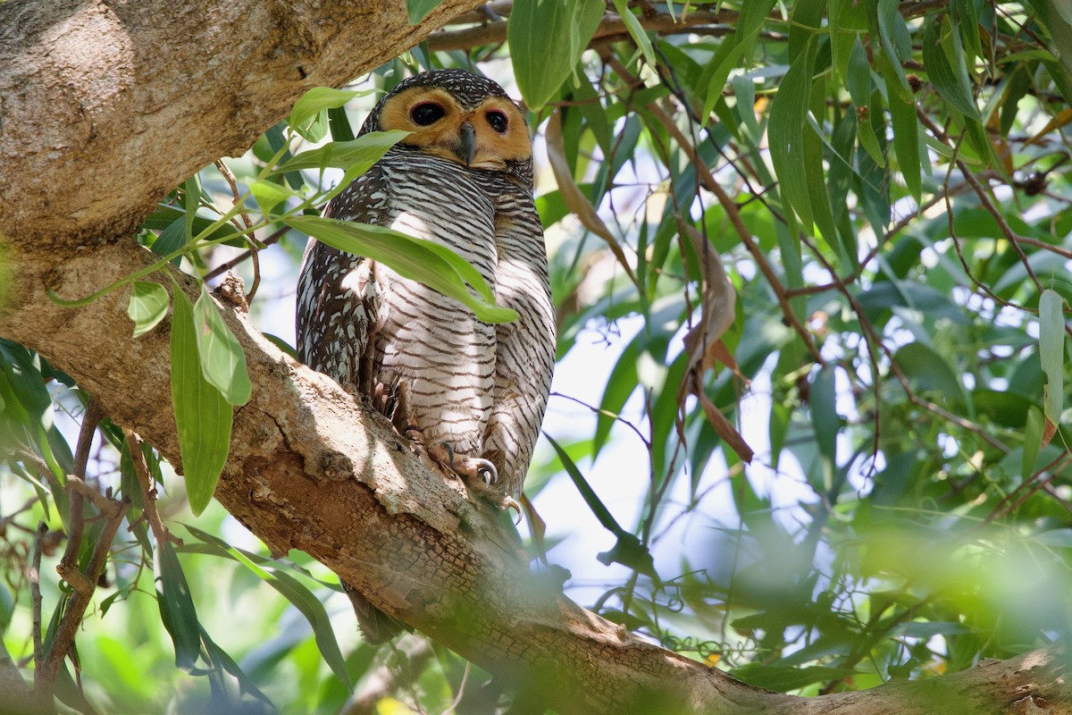 Spotted Wood-Owl - ML649693109
