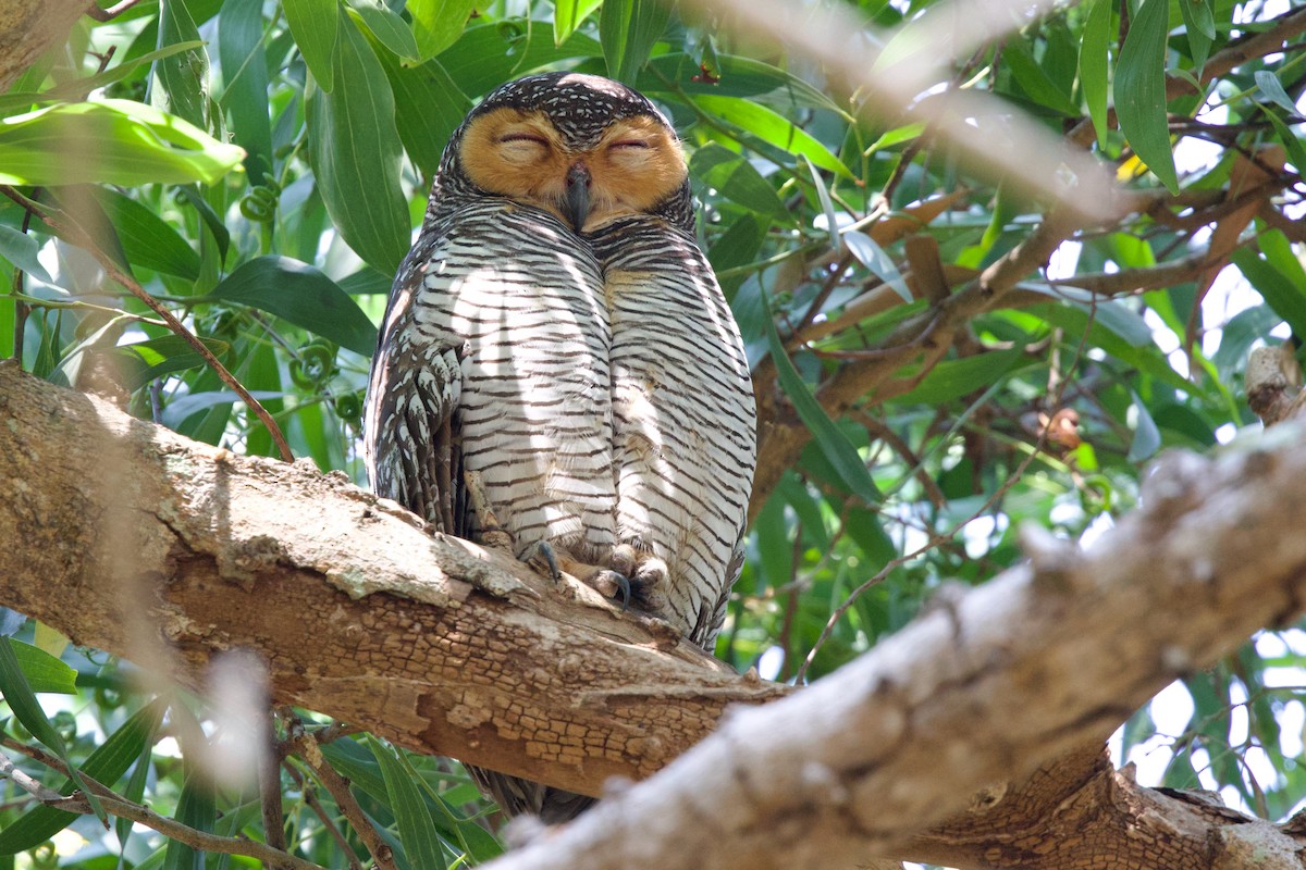 Spotted Wood-Owl - ML649693110