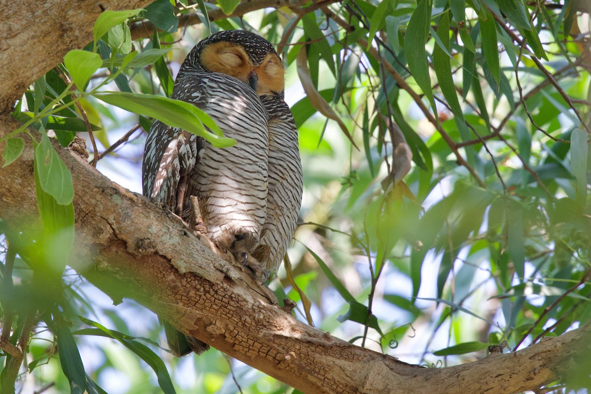 Spotted Wood-Owl - ML649693111