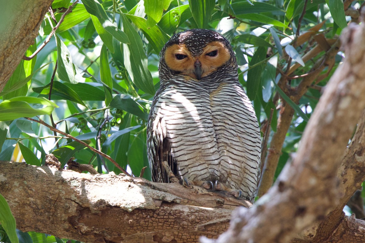 Spotted Wood-Owl - ML649693113