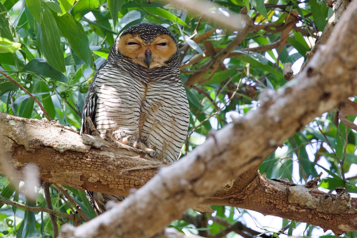 Spotted Wood-Owl - ML649693114
