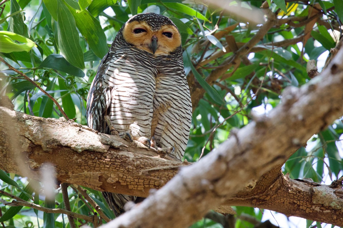 Spotted Wood-Owl - ML649693115
