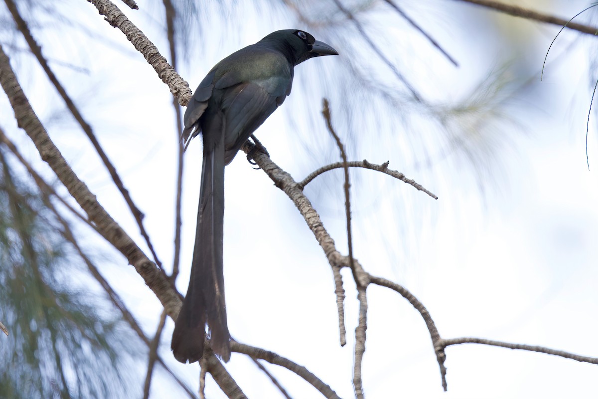 Racket-tailed Treepie - ML649693121