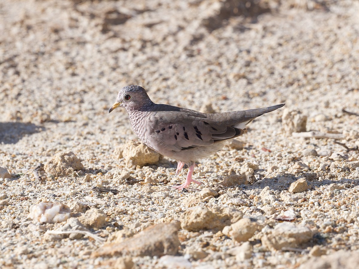 Common Ground Dove - ML649693593