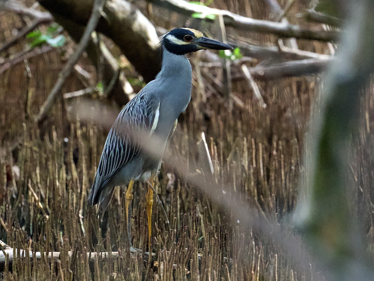Yellow-crowned Night Heron - ML649693990