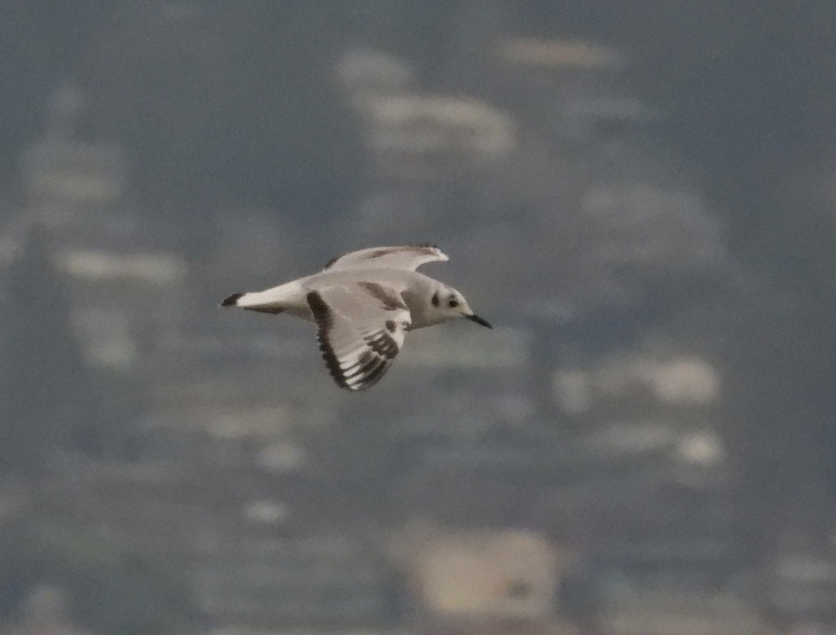 Gabbiano di Bonaparte - ML649694776