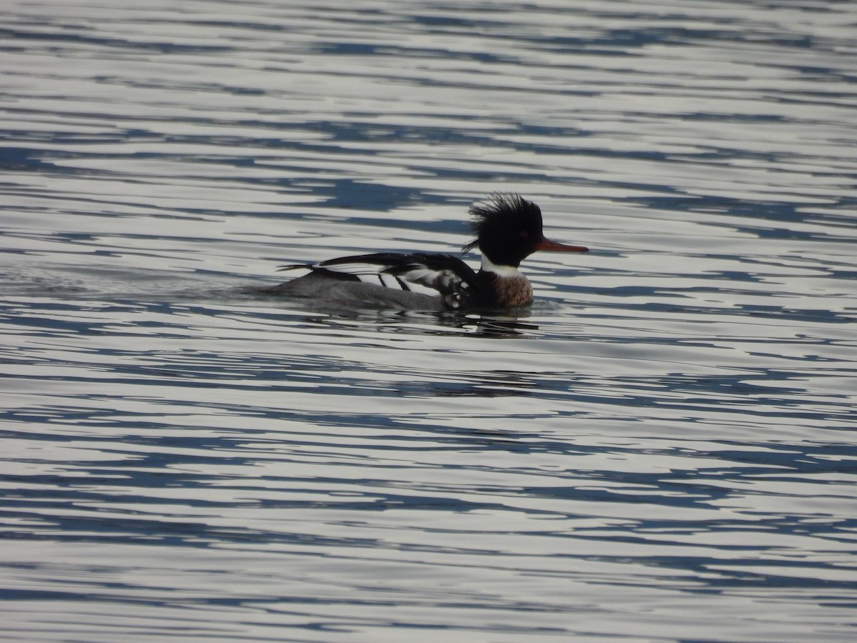 Smergo minore - ML649694829