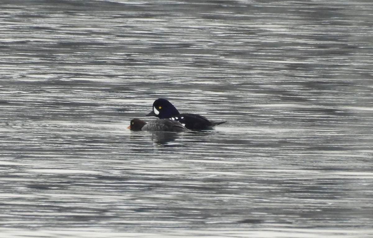 Barrow's Goldeneye - ML649694892