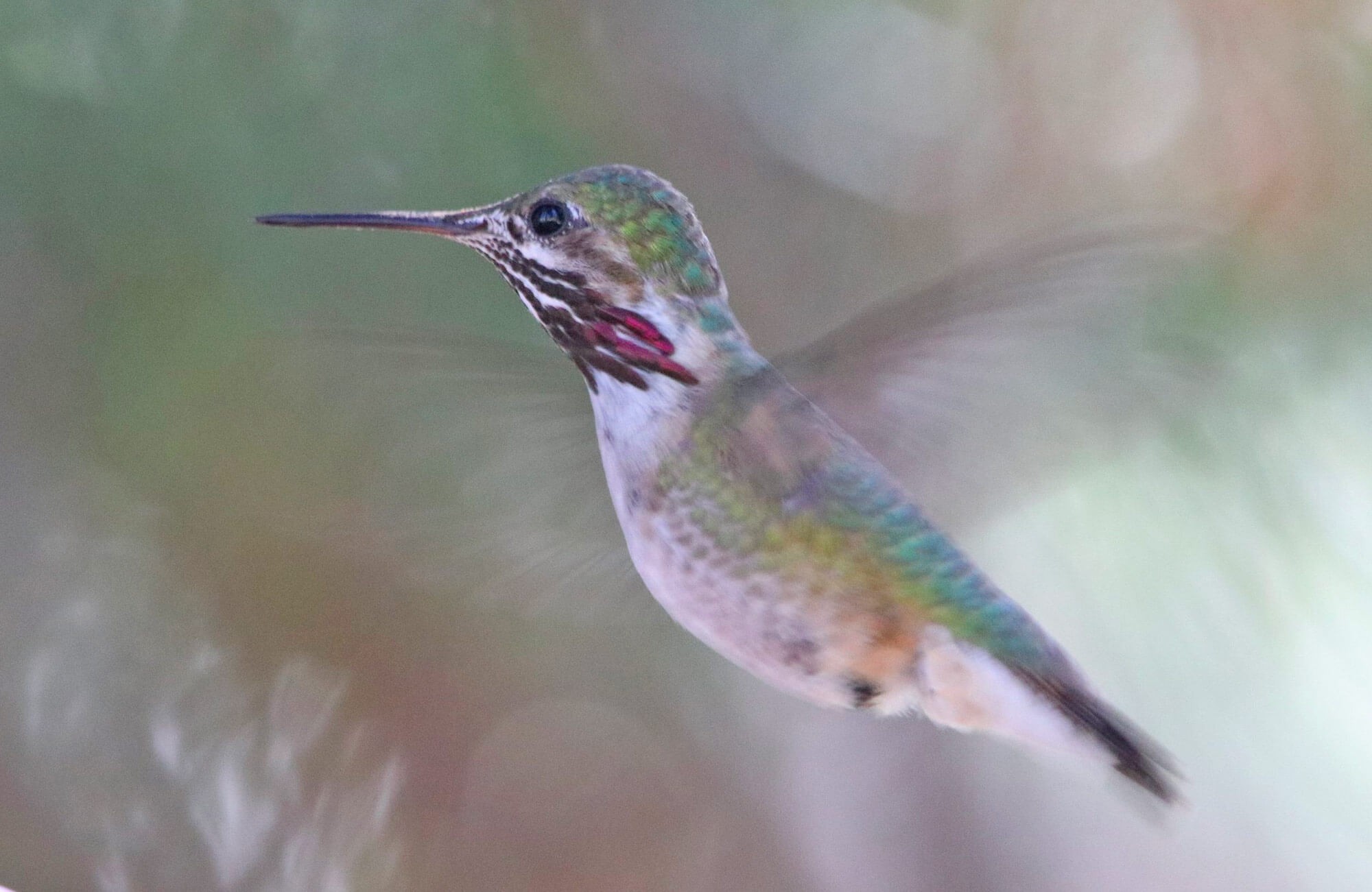 Calliope Hummingbird