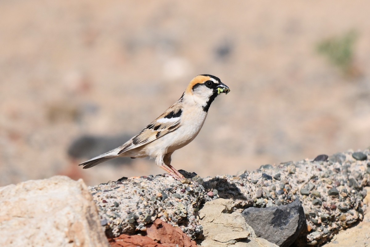 Saxaul Sparrow - ML649695214