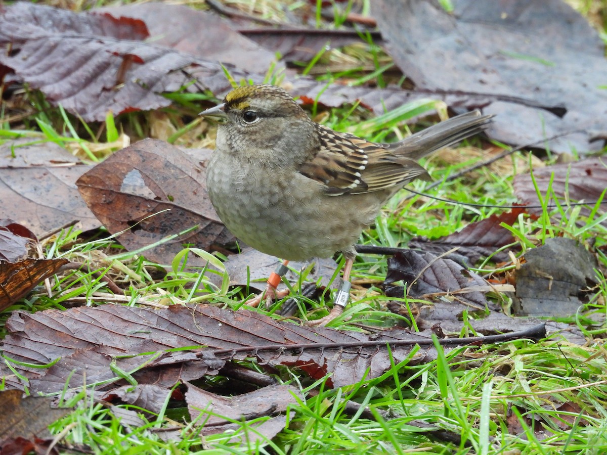 Golden-crowned Sparrow - ML649695804