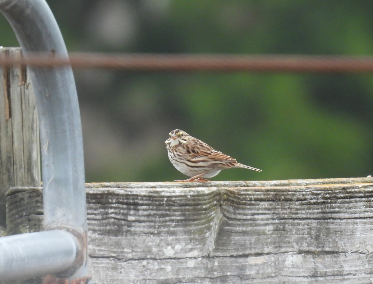 Savannah Sparrow - ML649695940