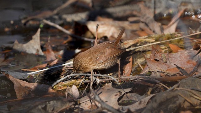 フユミソサザイ - ML649696448