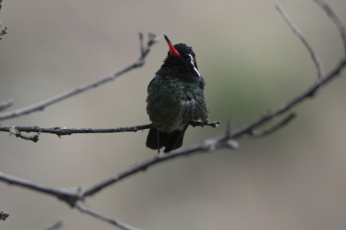 Colibrí Orejiblanco - ML649696516