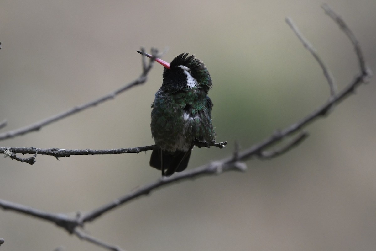 Colibrí Orejiblanco - ML649696518