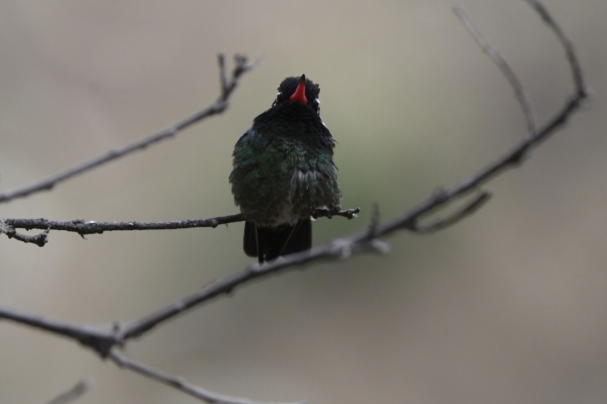 Colibrí Orejiblanco - ML649696519