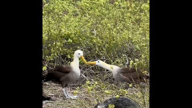 Waved Albatross - ML649696910