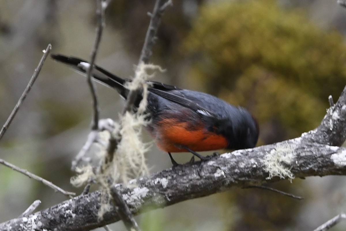 Candelita Plomiza - ML649696976