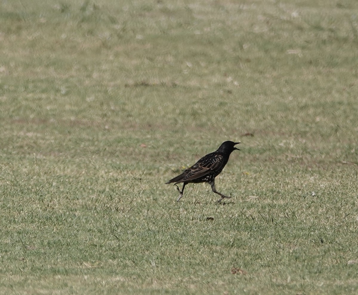 European Starling - ML649697691