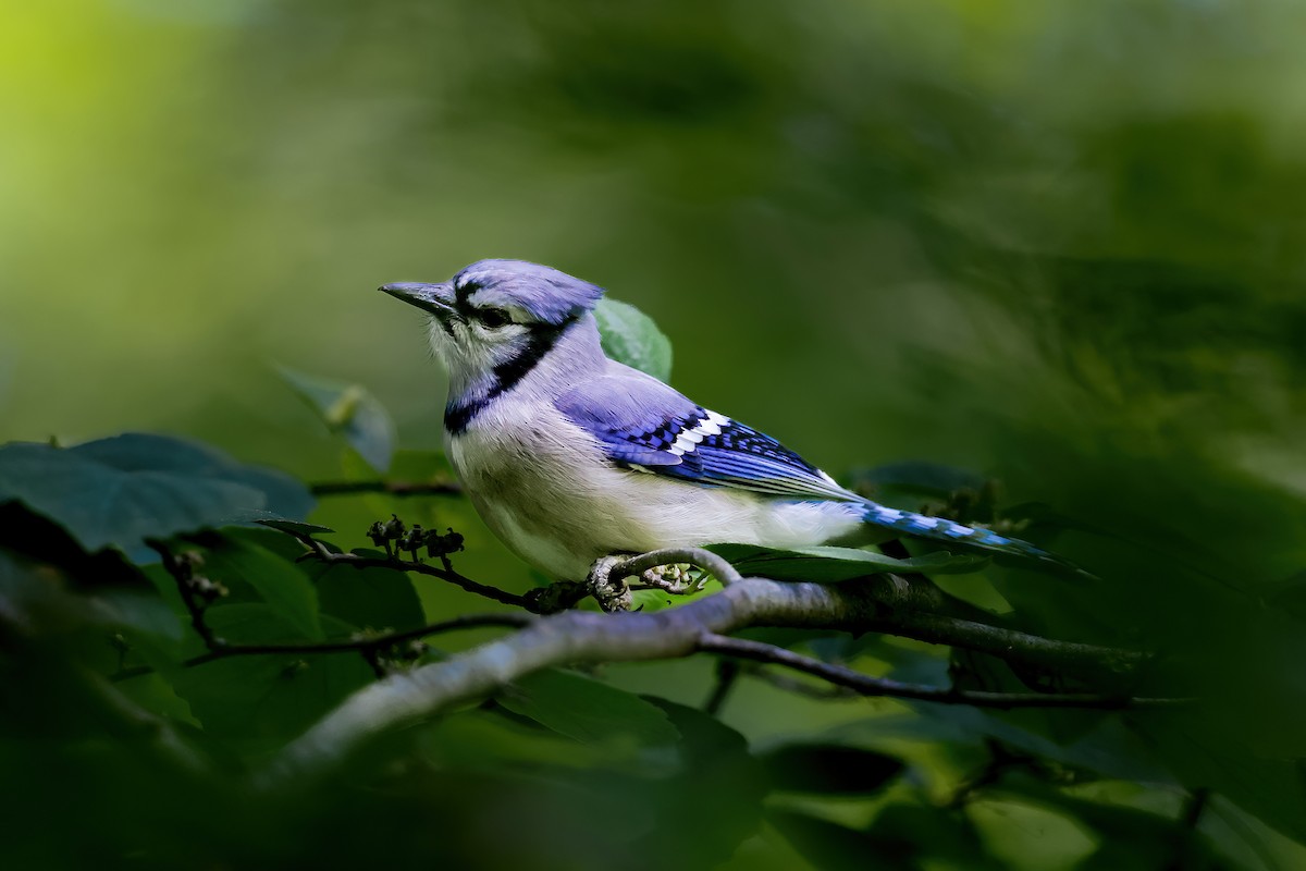 Blue Jay - ML649698094