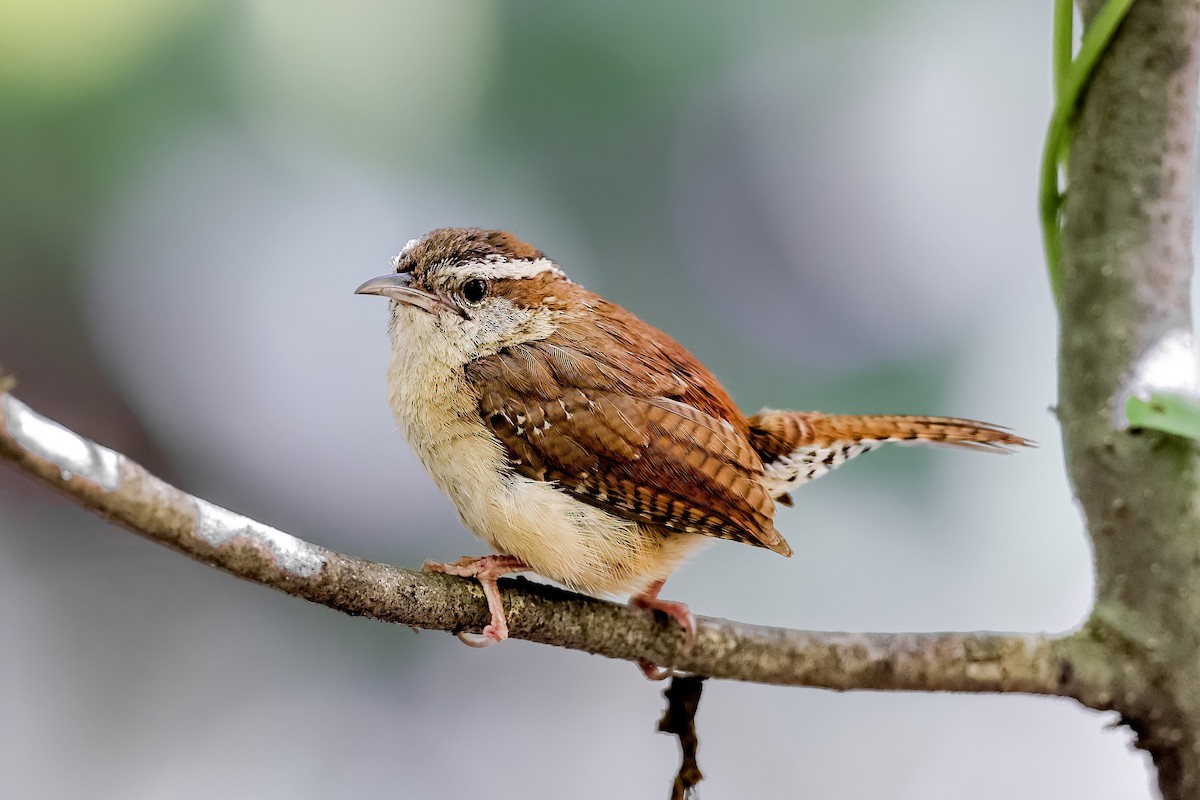 Carolina Wren - ML649698107