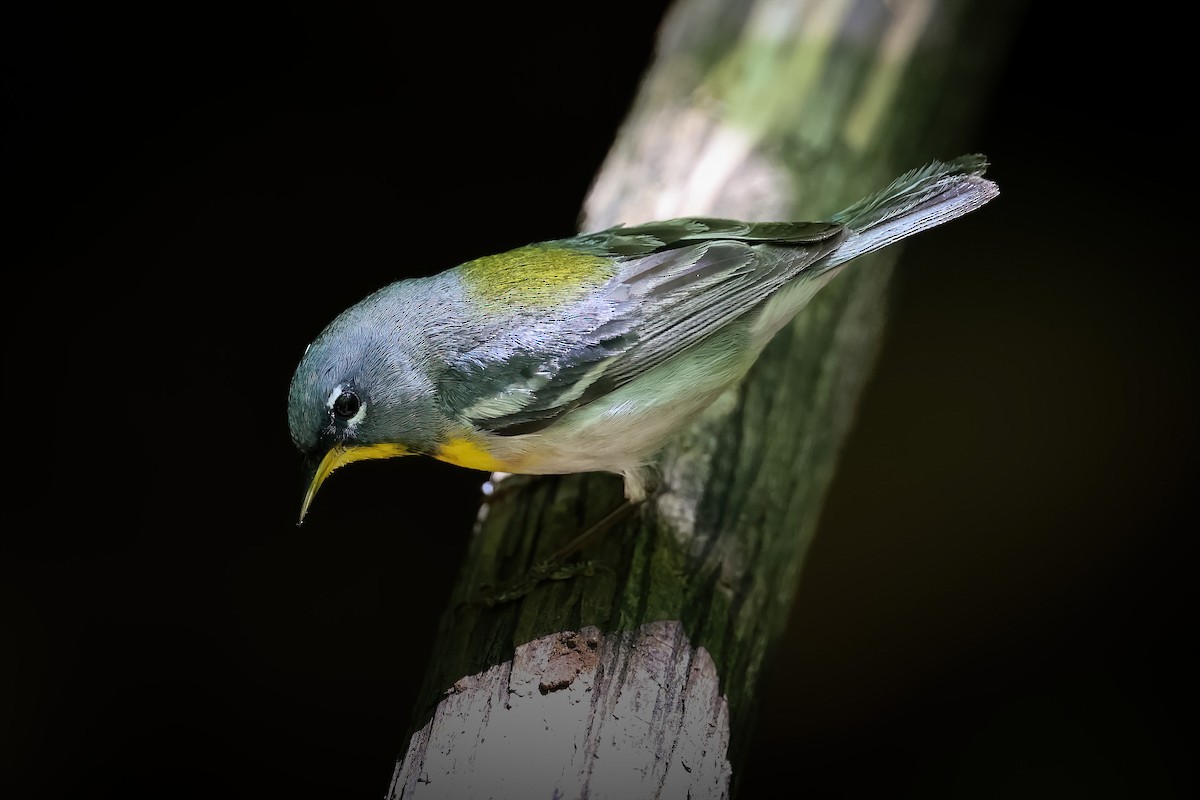 Northern Parula - ML649698120
