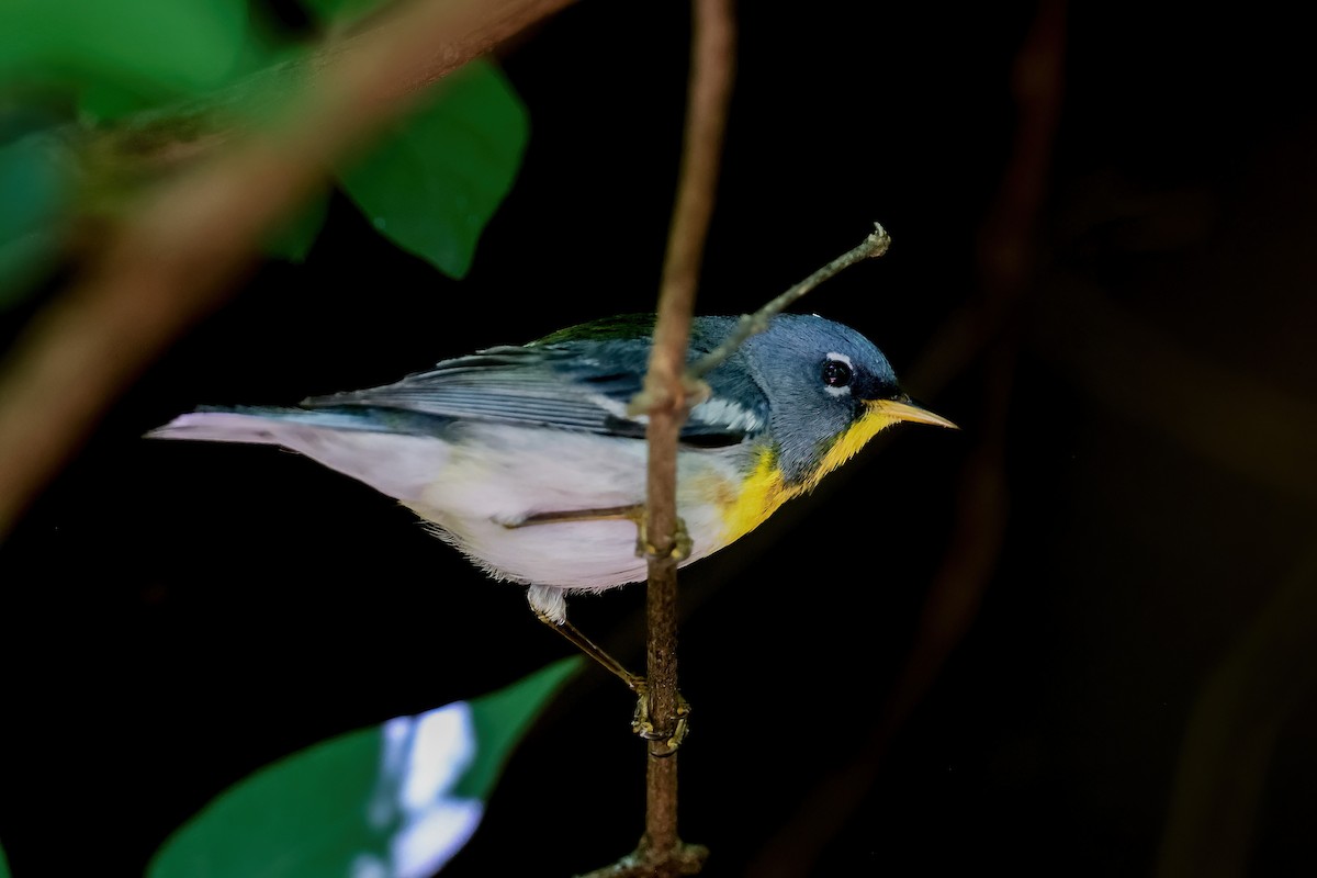 Northern Parula - ML649698121