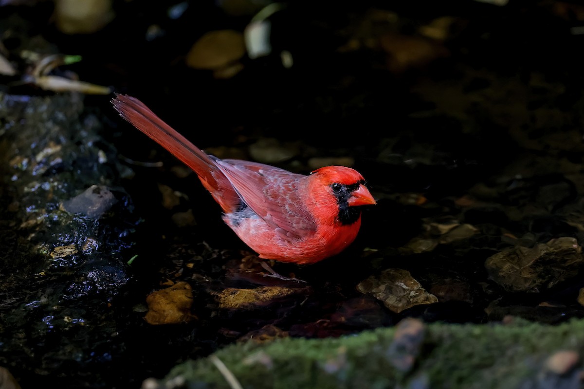 Northern Cardinal - ML649698141