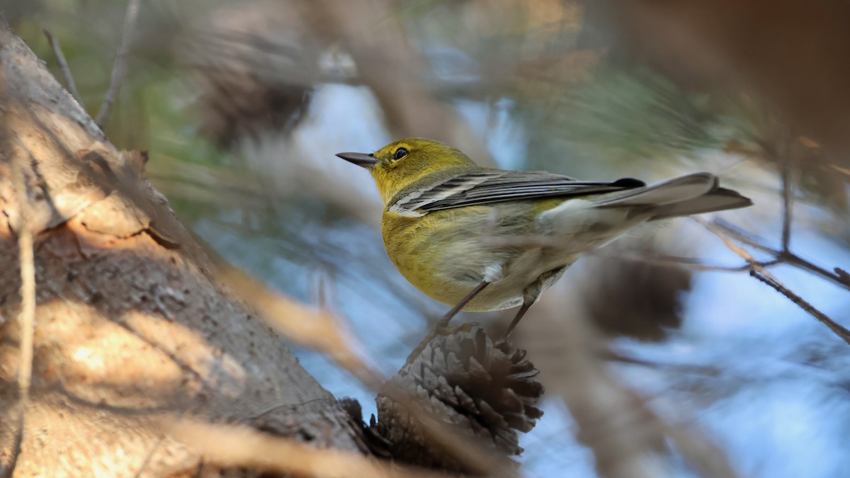 Pine Warbler - ML649698203