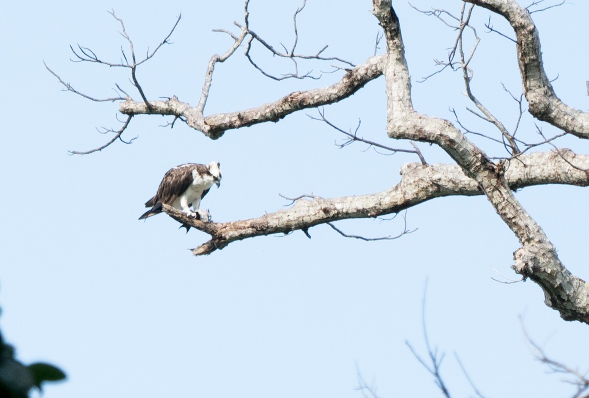 Fischadler - ML649698735