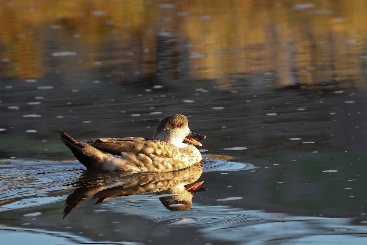 Schopfente - ML649698776