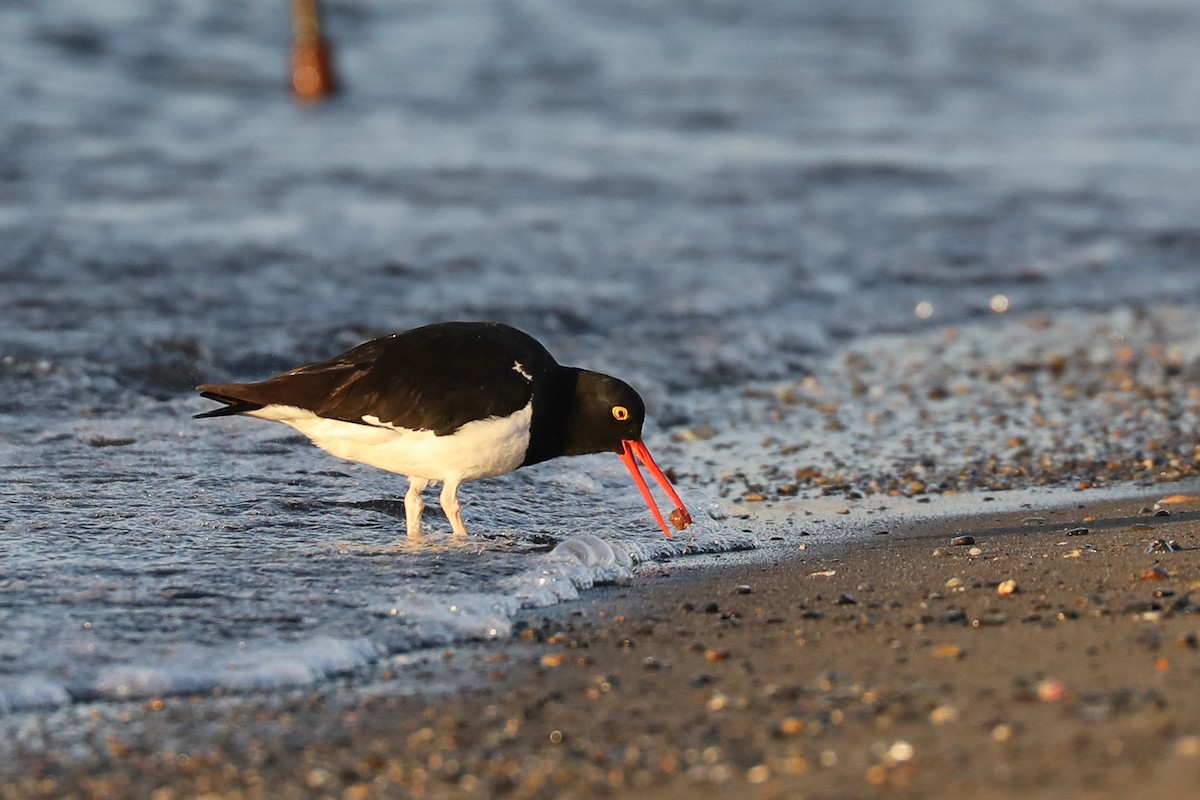 Magellanausternfischer - ML649698866